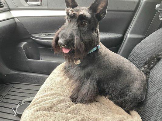 Zelda the Scottish Terrier just got groomed