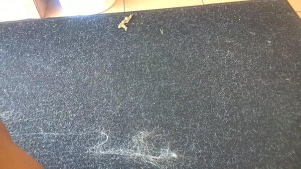 This was on the rug at the door. Hope it's not dog hair...