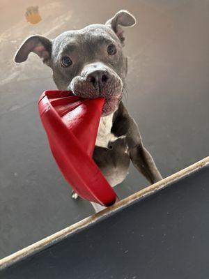 Happy photos of my girl with her prized possession at The Pawground.