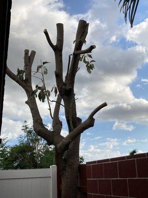 Our huge avocado tree trimmed down nicely.