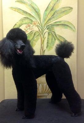 Roxy the Standard Poodle after her fresh grooming