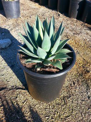 Agave Blue Glow