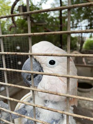 Sweet cockatoo rescue bird