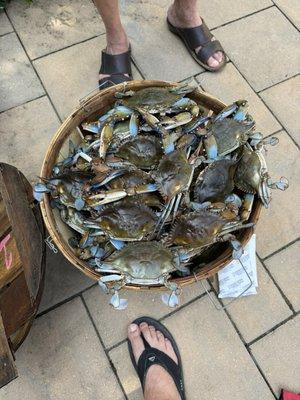 Bushel of blue crab