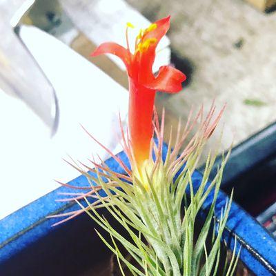 Tillandsia funkiana