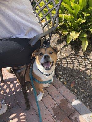 Dog enjoying the patio!