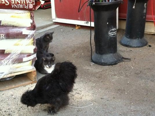 Cats are chill'n with the chicken