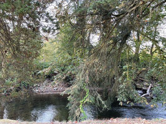 Babbling creek on the property