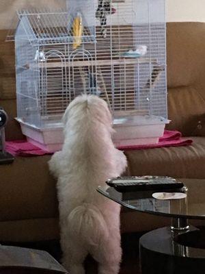 My Benny is watching his budgies buddies.