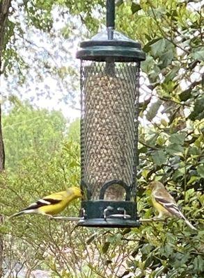 Male and female goldfinches