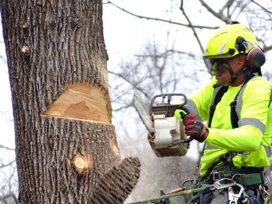 Removing Large trees in the Northampton Area