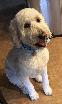 My golden doodle freshly groomed.