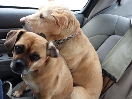 Dogs excited for treats from the drive thru window.