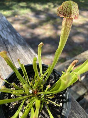 Plant Ranch Nursery