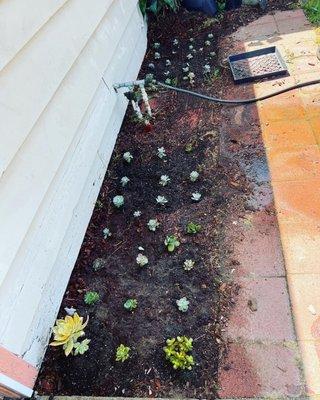 All these plants were purchased from CalWest Nursery.