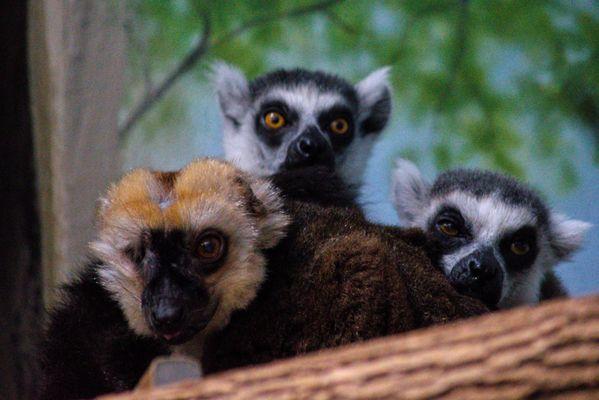 Lemurs