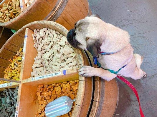 "Mom, I want this one." My pup picked out his own treats on this visit. They grow up so quickly.