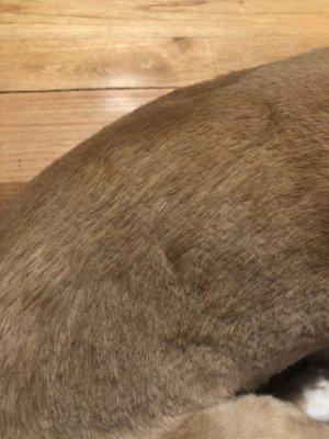 Buzzer marks in her fur