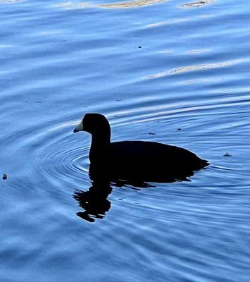 "Diving" ducks