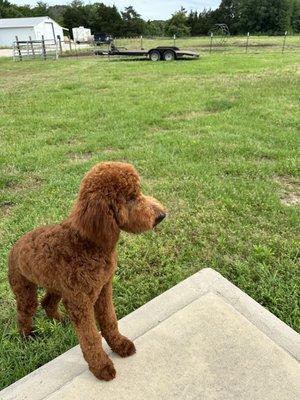 Country Kennels