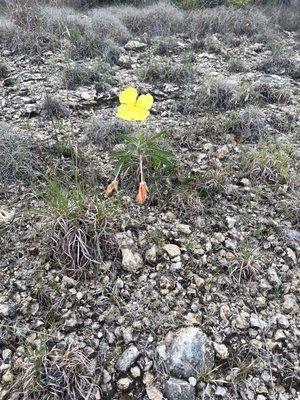 One lone flower in the midst of pebbles, how courageous!