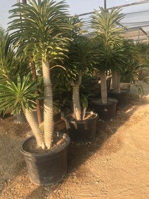 Pachypodium lamerei "Madagascar Palm"