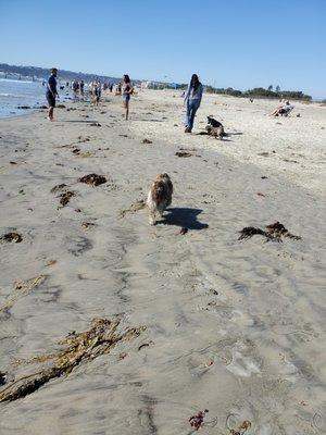 Happy beach dog