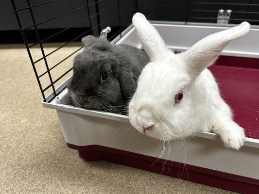 My babies, the ever curious Steve and Stephanie.  Two happy bunnies at Animal Motel