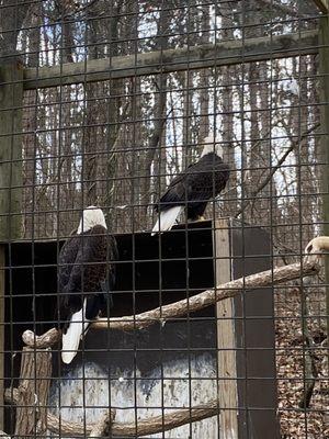 Kellogg Bird Sanctuary