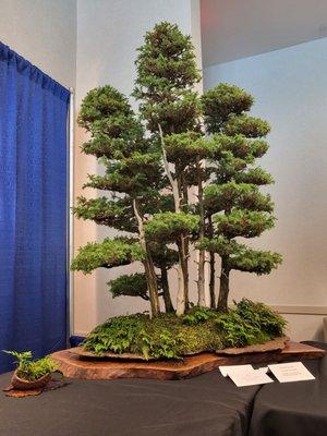 Bonsai Association