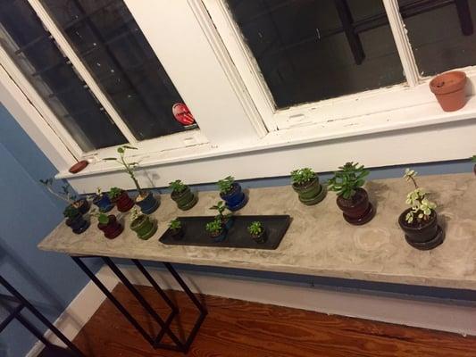 Adorable little plants for sale