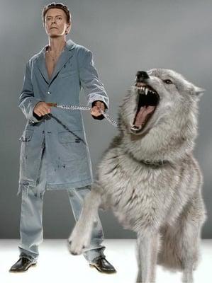 Markus & Indrani "David Bowie with wolf"