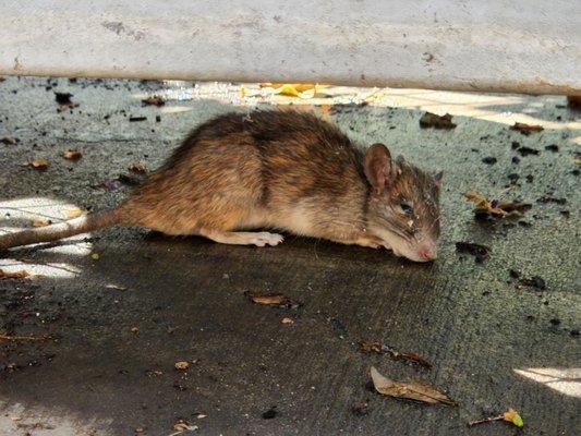 Poor lil rat in the garden section. Prob injested poison.