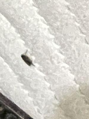 Bug on mattress