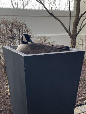 Geese lounging around in their sleeping quarters outside the Marriott.