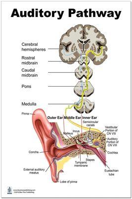 Auditory Pathways of the Auditory system