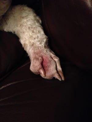 10 days later, burned paws still healing