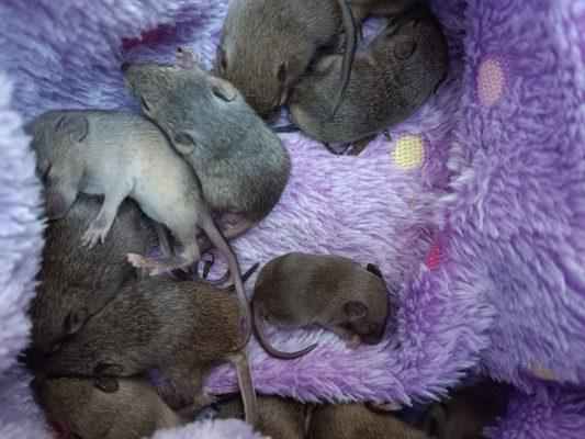 On April 21st I found a litter of tiny baby mice with a dead mother.