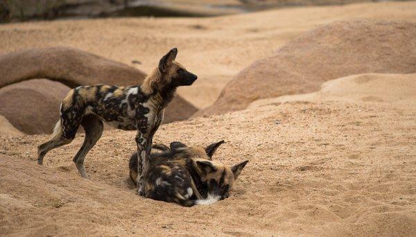 Wild Dog in the Sabi Sands