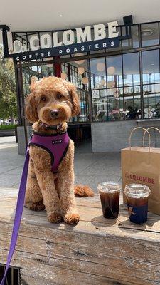 Kona the 1 year old Goldendoodle getting coffee after her haircut