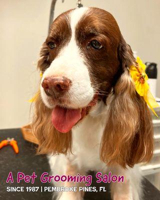 A Pet Grooming Salon