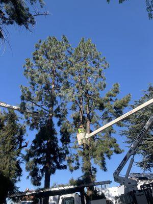 Thrifty Tree Service crew pruning a beautiful pine tree.