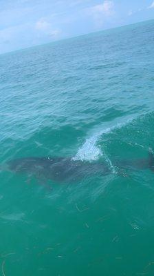 Dolphins, sandbar, fun