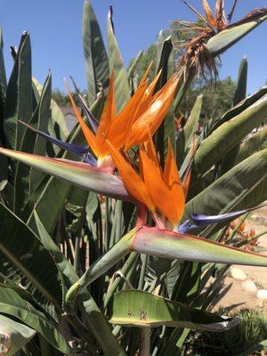 Bird of paradise flower