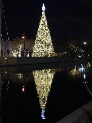 Tree & reflection