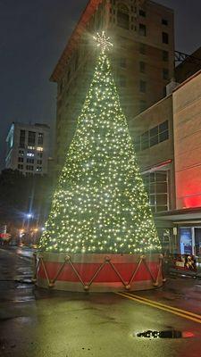 2023 City of Savannah Christmas Tree.