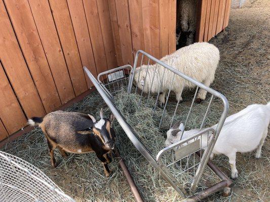 You can say hi to these cute goats every morning