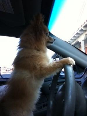 My dog Chewy was very happy to drive to doggies dream! :)