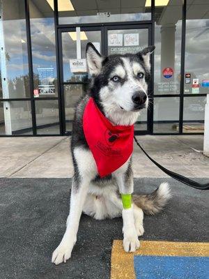 Desert View Animal Hospital