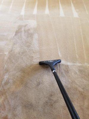 Carpet Cleaning by Precise